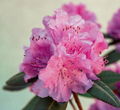 Landscape Uses for Azaleas
