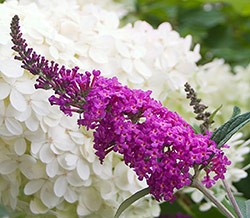 Butterfly Bush Landscape Butterfly Bush Landscape