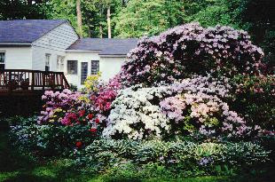 Rhododendron Landscape